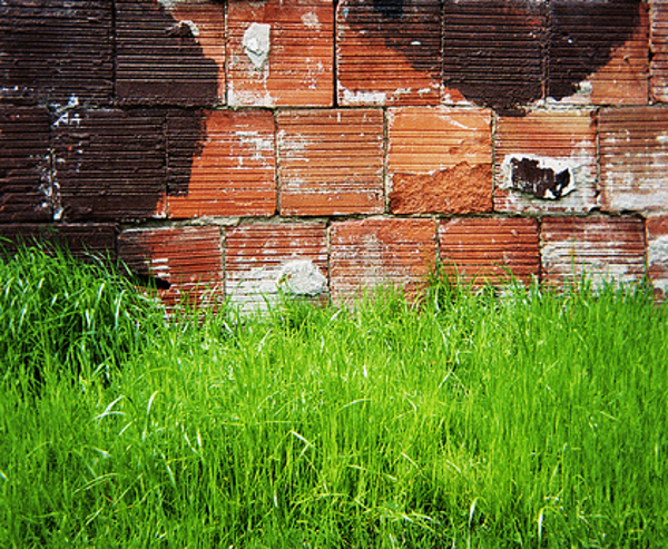 Grass_and_bricks.jpg